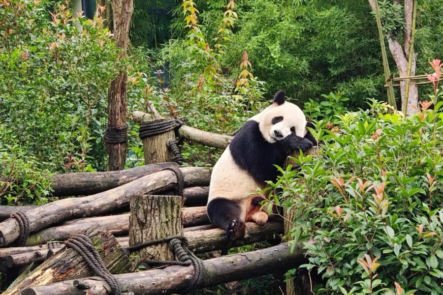 Giant Panda Breeding Research Base (Xiongmao Jidi)