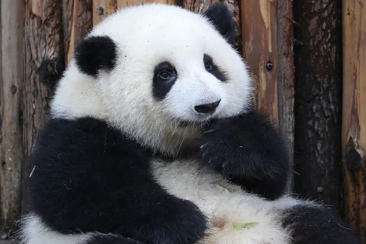 Home - PandaStroll