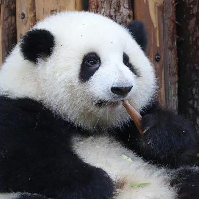 Chengdu