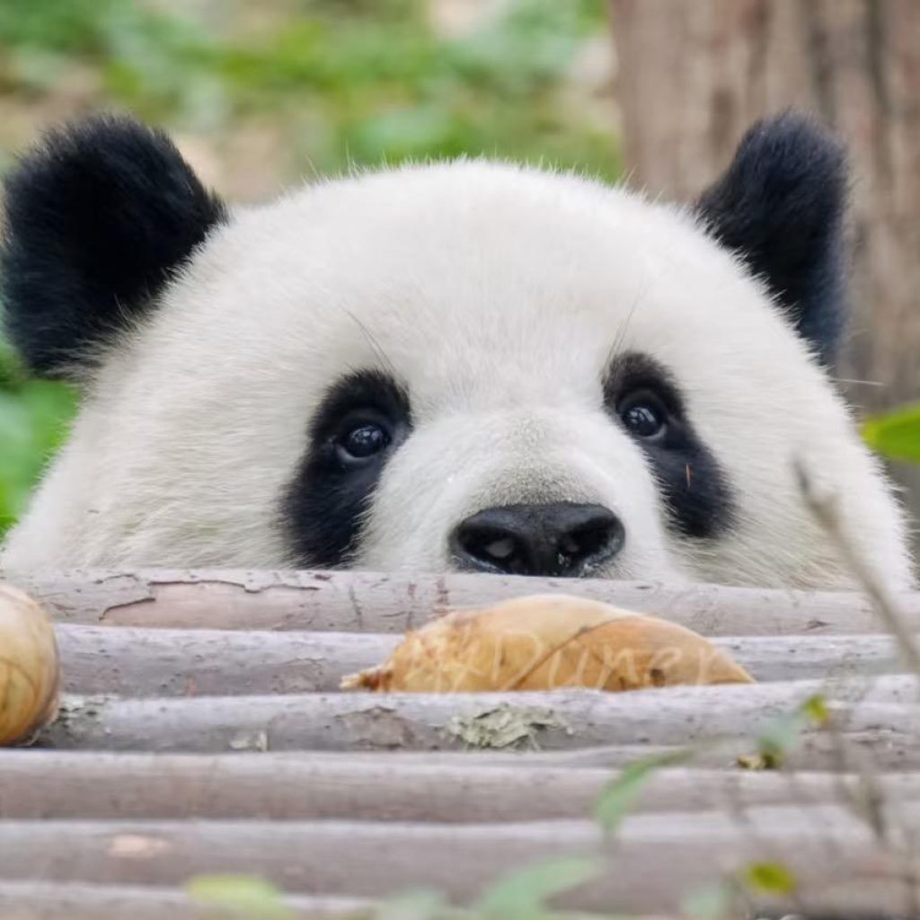 Giant panda peeking over a log in a natural forest-style enclosure near Chengdu
