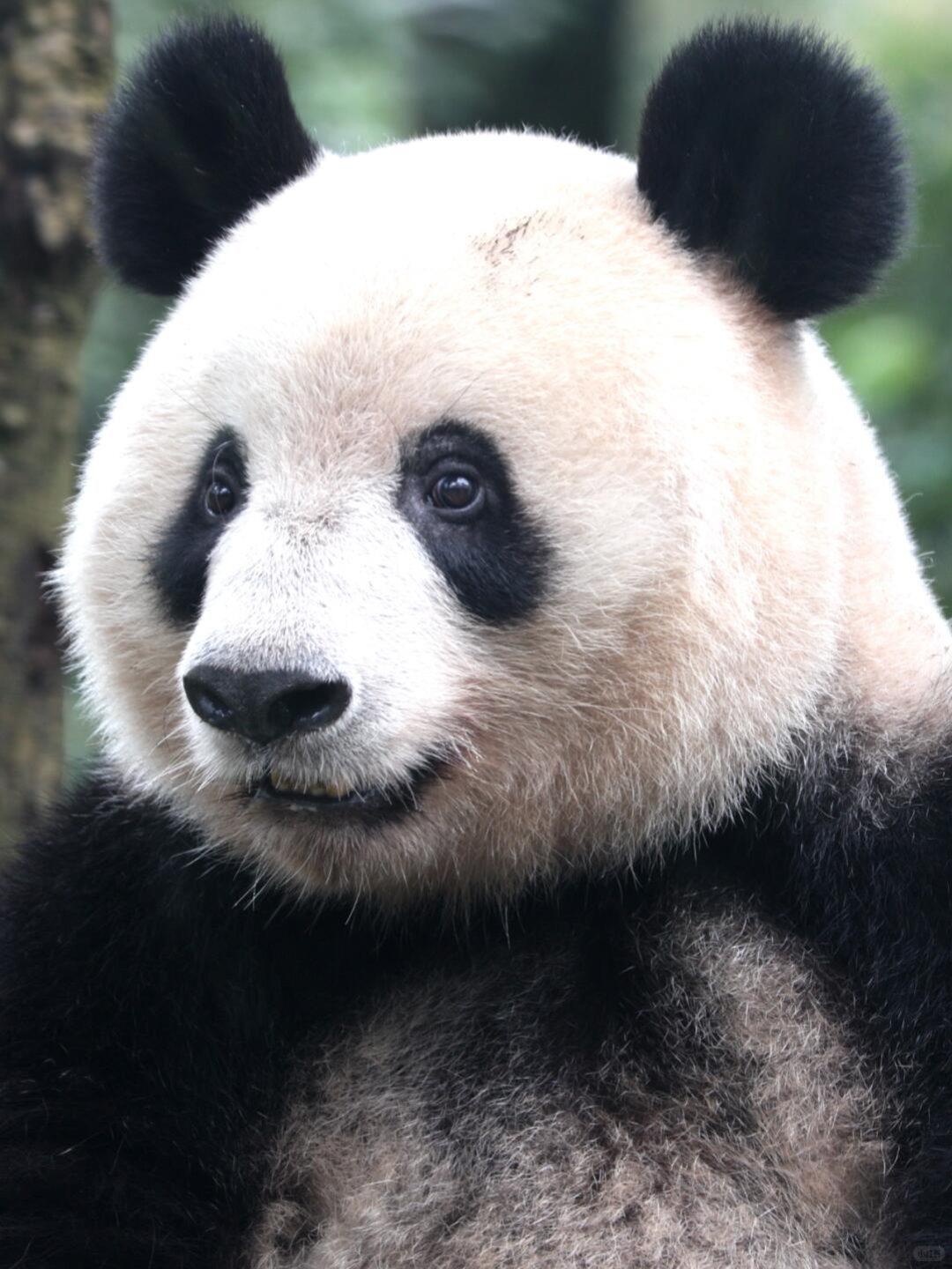 Close-up portrait of Xiang Xiang the giant panda at Bifengxia Panda Base in Sichuan