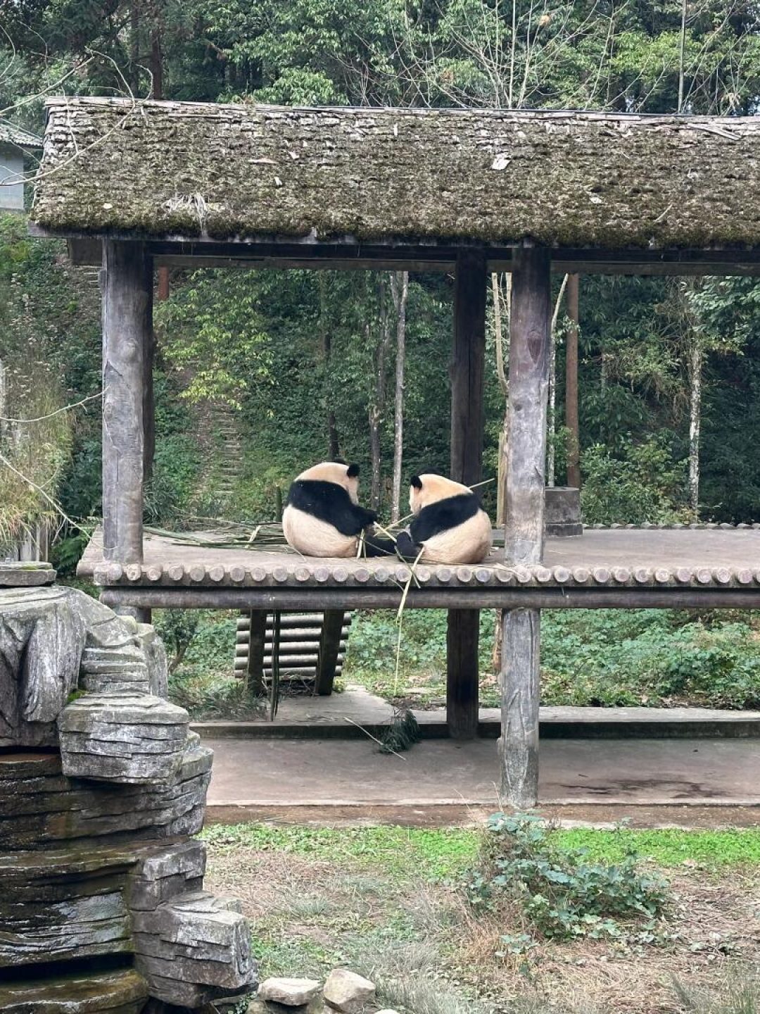 Giant pandas resting in a natural mountain habitat at Bifengxia Panda Base in Ya’an
