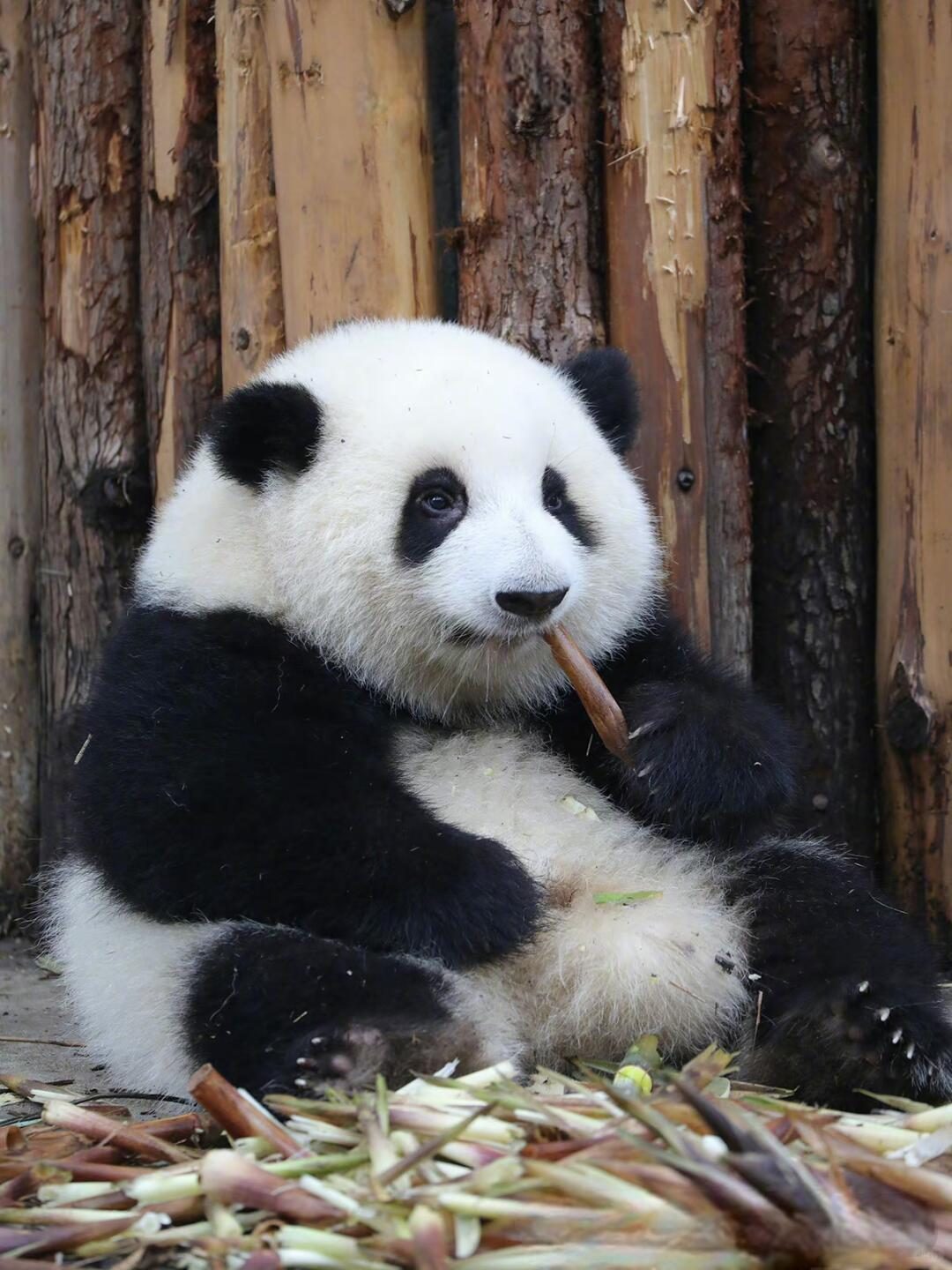 Hua Hua, the famous giant panda at Chengdu Research Base of Giant Panda Breeding