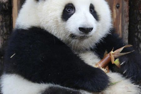 Chengdu Panda Bases Guide: A Caregiver-Level Comparison of the 5 Best Panda Bases