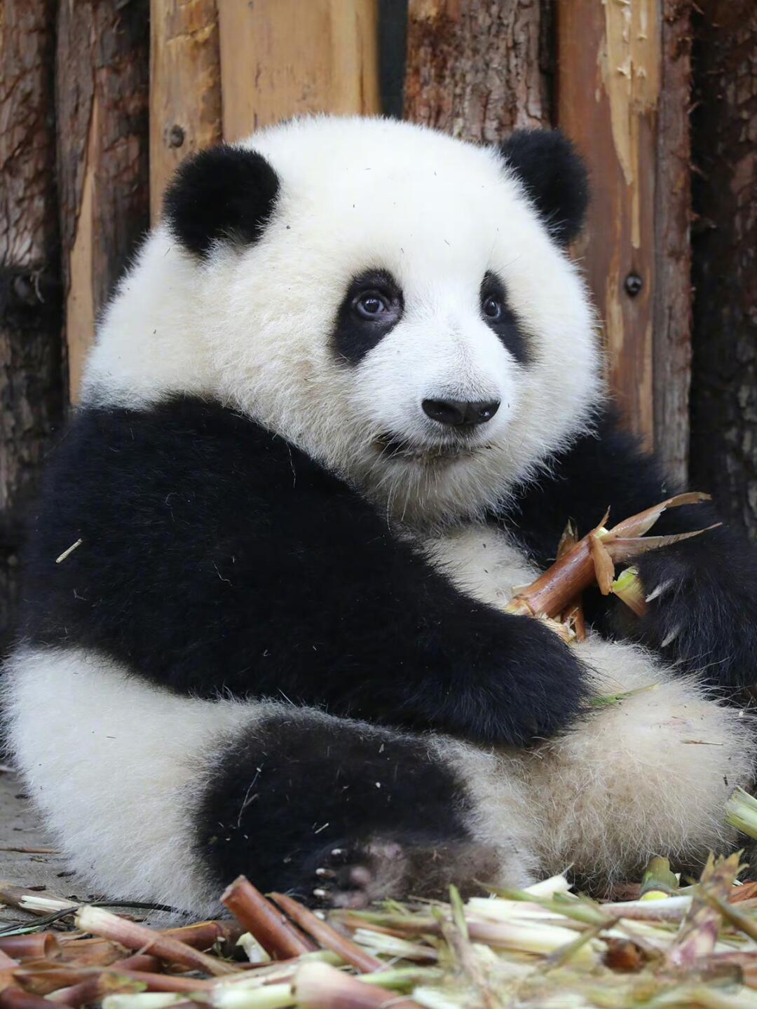 Hua Hua, the famous giant panda at Chengdu Research Base of Giant Panda Breeding, enjoying bamboo during feeding time