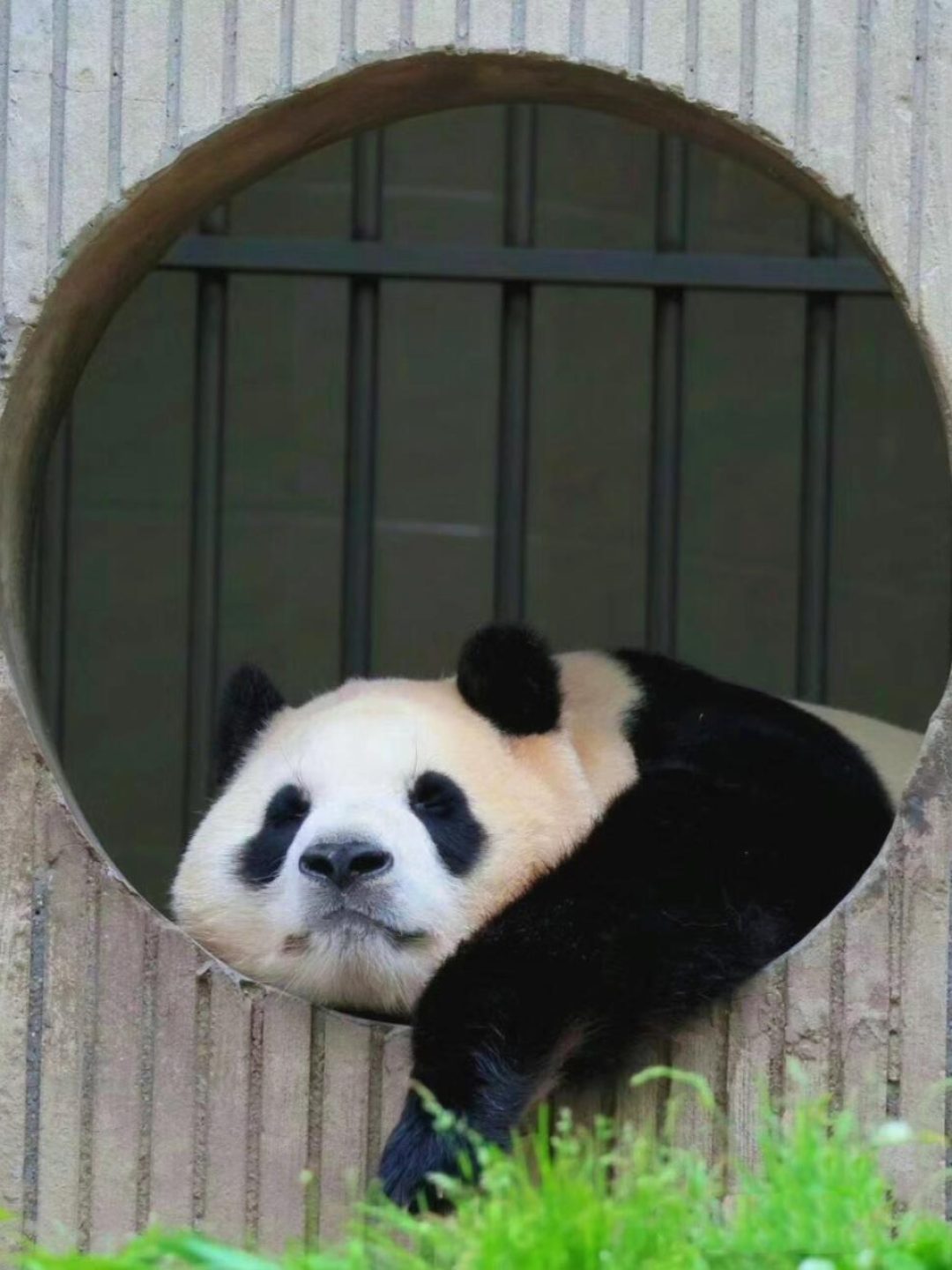 Fu Bao the giant panda at Wolong Shenshuping Panda Base, famous for her playful personality