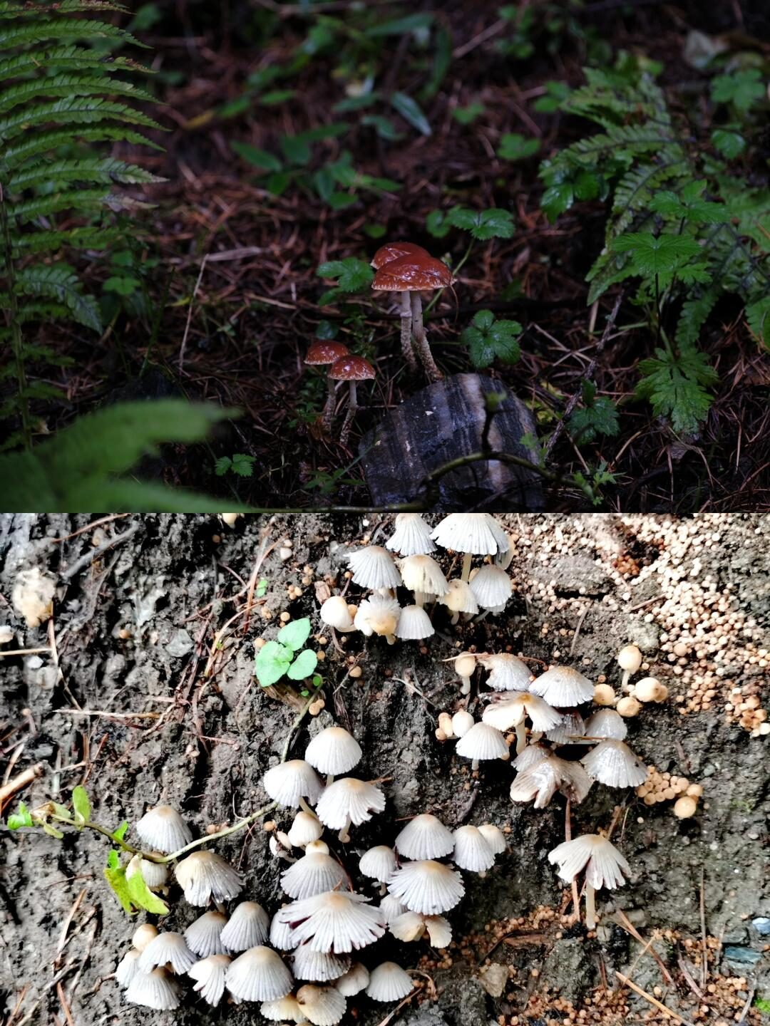 Wild mushrooms growing on the forest floor in Wolong Nature Reserve