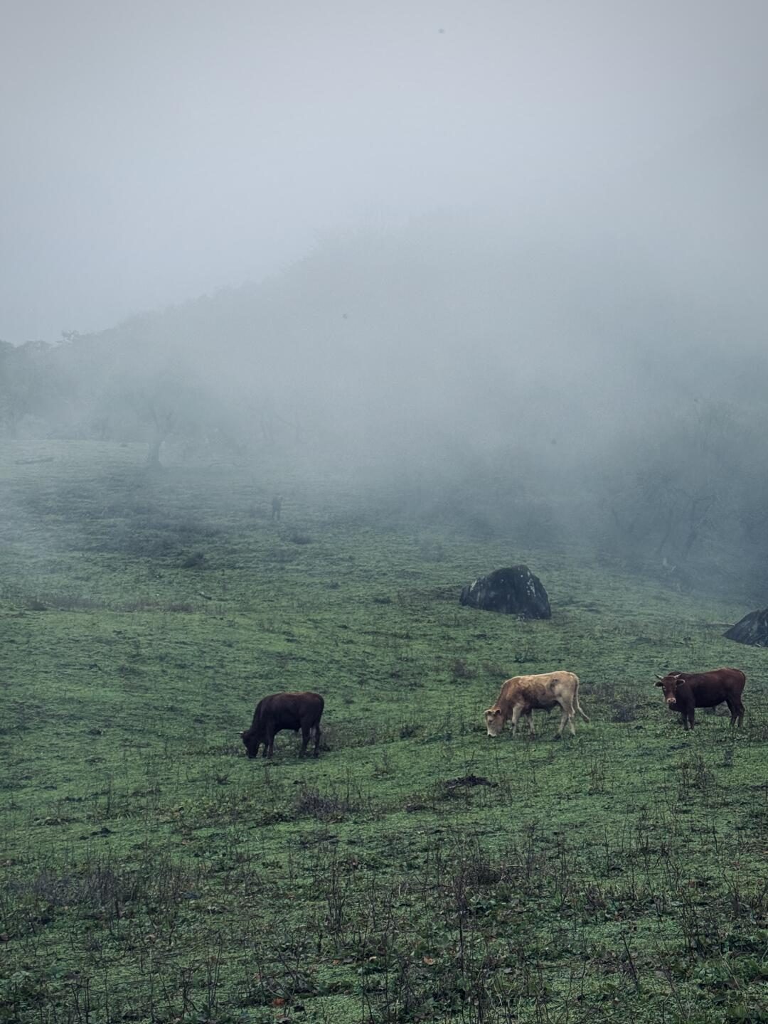High-altitude meadow and grazing animals in Wolong Nature Reserve