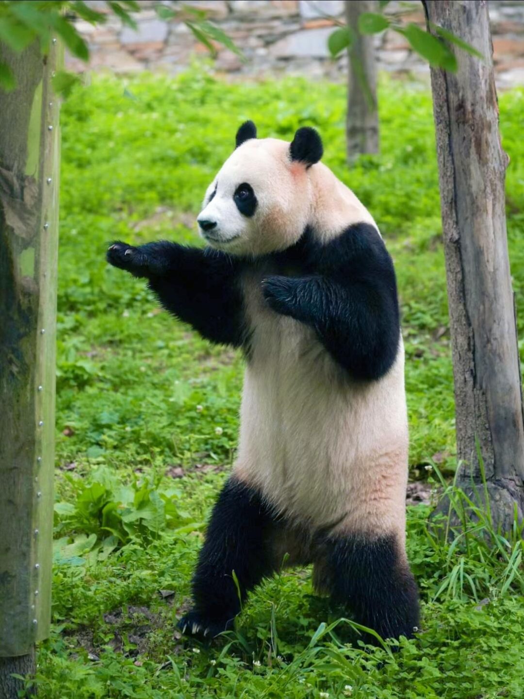 Fu Bao the giant panda standing and interacting with visitors at Wolong Shenshuping Panda Base