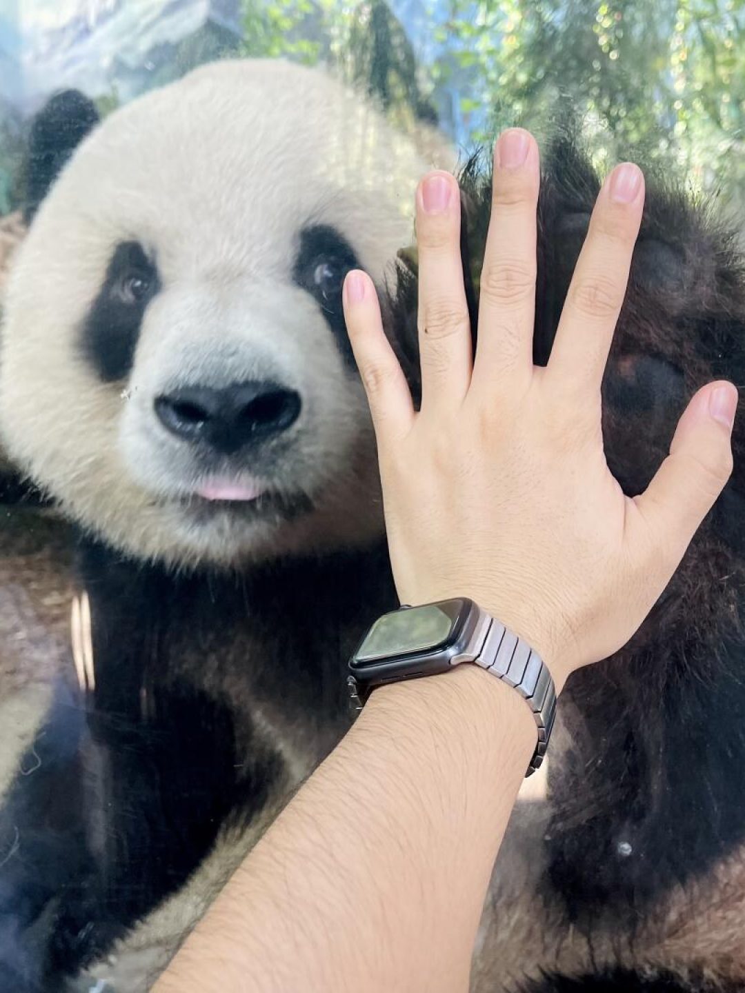 Mei Lan the giant panda seen up close at Chengdu Panda Valley, known for close panda viewing
