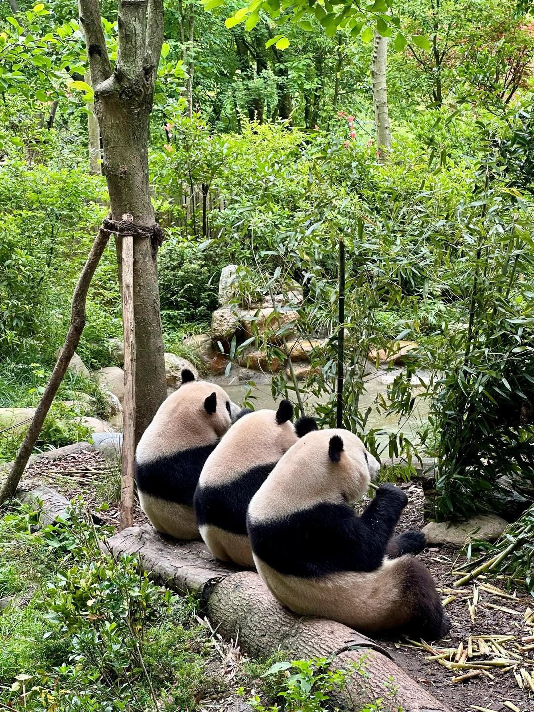 Giant pandas resting in a natural forest environment at Chengdu Panda Valley