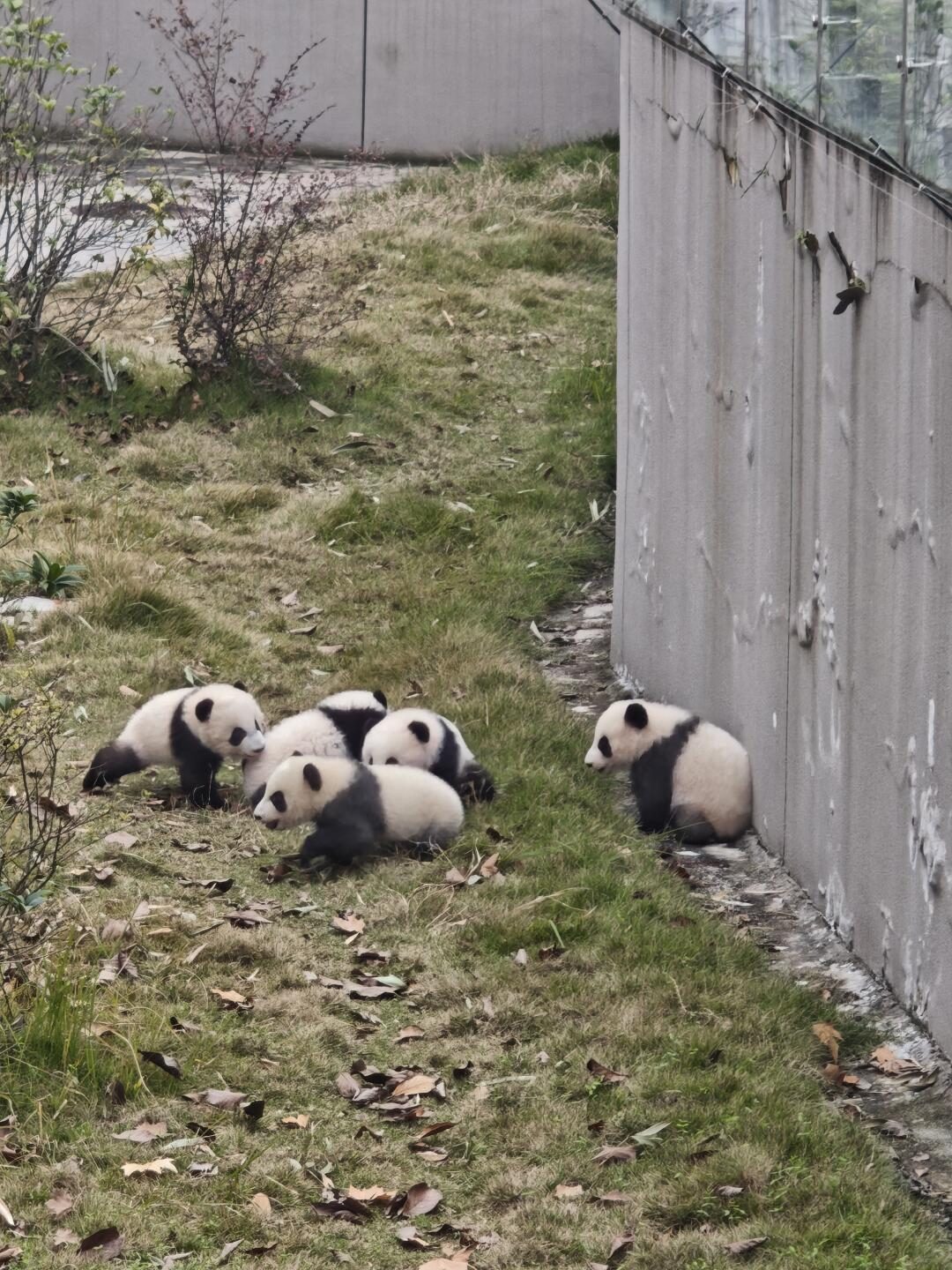 Young giant pandas resting together at Chengdu Research Base of Giant Panda Breeding