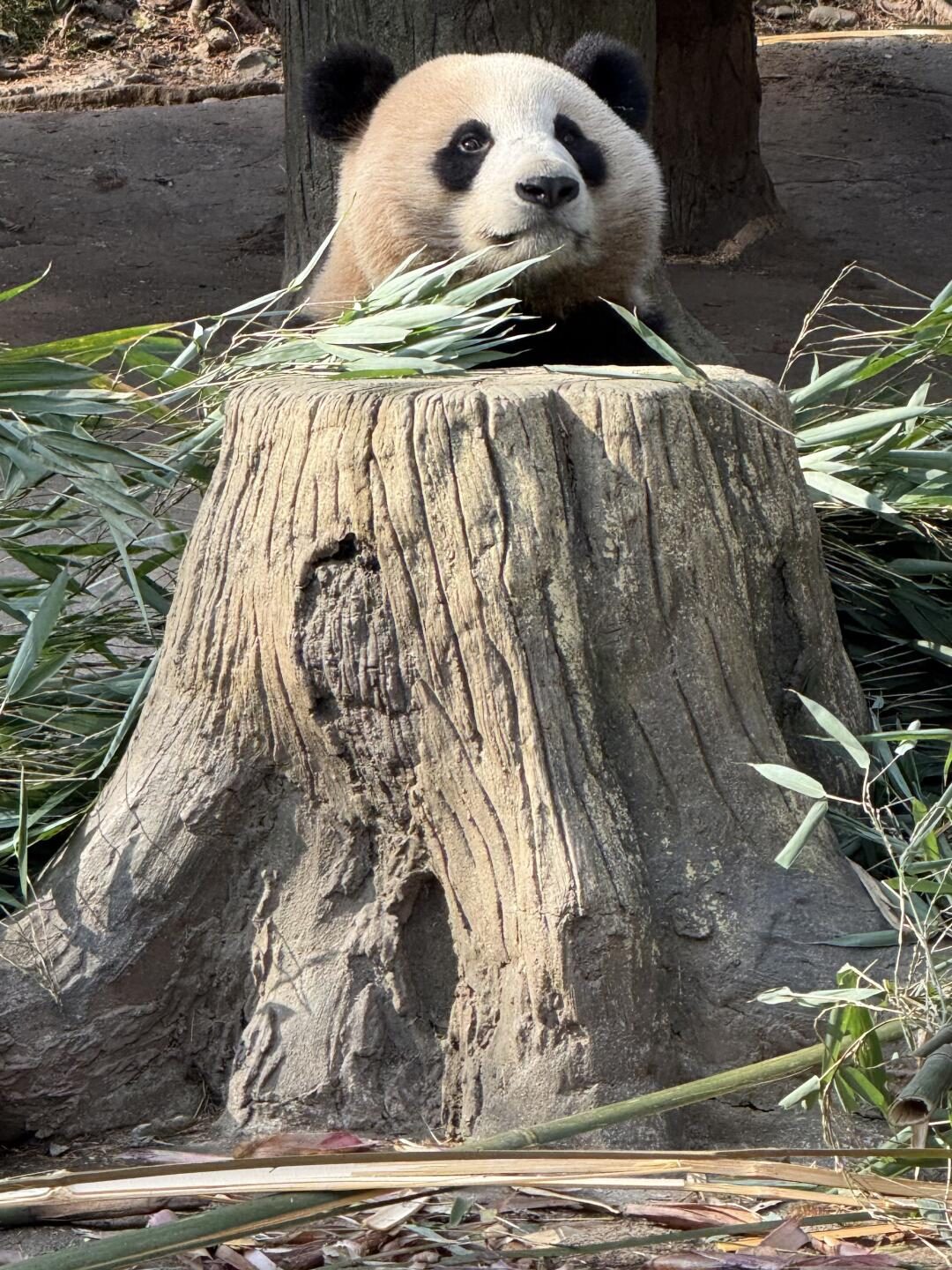 Giant panda Rui Rui enjoying bamboo at Dujiangyan Panda Base with close and unobstructed viewing