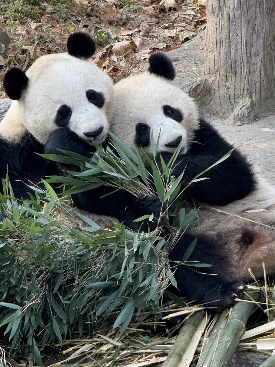 Two giant pandas eating bamboo at Dujiangyan Panda Base, known for close viewing and fewer crowds